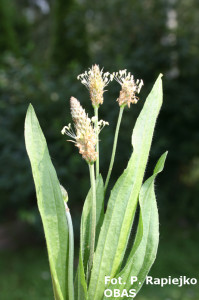 Babka lancetowata (Plantago lanceolata)