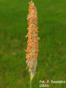 Tymotka łąkowa (Phleum pratense) - czerwiec 