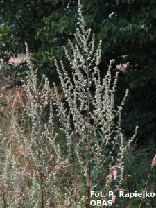 Bylica pospolita (Artemisia vulgaris), sierpień