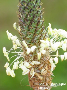 Babka lancetowata (Plantago lanceolata) – kwiat