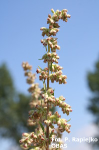 Bylica pospolita (Artemisia vulgaris), kwiatostany, lipiec