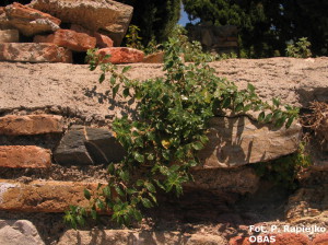 Parietaria (Parietaria Spp.) – lipiec Włochy – Sycylia