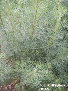 Bylica boże drzewko (Artemisia abrotanum), sierpień 