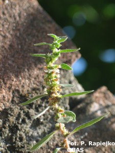 Parietaria (Parietaria Spp.) kwiaty – lipiec Włochy - Neapol