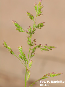 Wiechlina łąkowa (Poa pratensis) – maj