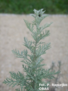 Bylica pontyjska (Artemisia pontica), sierpień