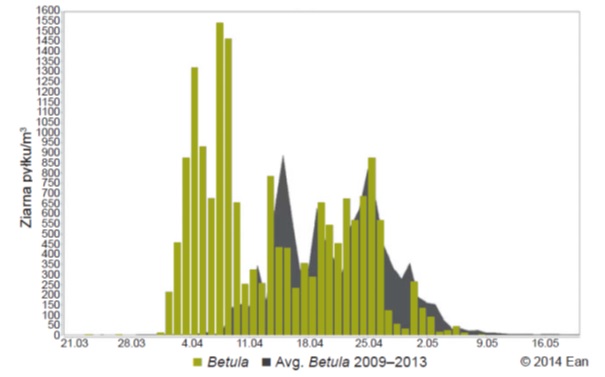 Stężenie pyłków brzozy w Piotrkowie Trybunalskiem w 2014 r. na tle średniej 5 letniej (z lat 2009-2013). Źródło: baza EAN (European Aerobiology Network).