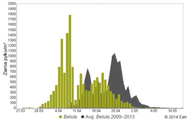 Stężenie pyłków brzozy w Olsztynie w 2014 r. na tle średniej 5 letniej (z lat 2009-2013). Źródło: baza EAN (European Aerobiology Network).