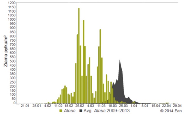 Stężenie pyłków Olszy w Olsztynie w 2014 r. na tle średniej 5 letniej (z lat 2009-2013). Źródło: baza EAN (European Aerobiology Network).