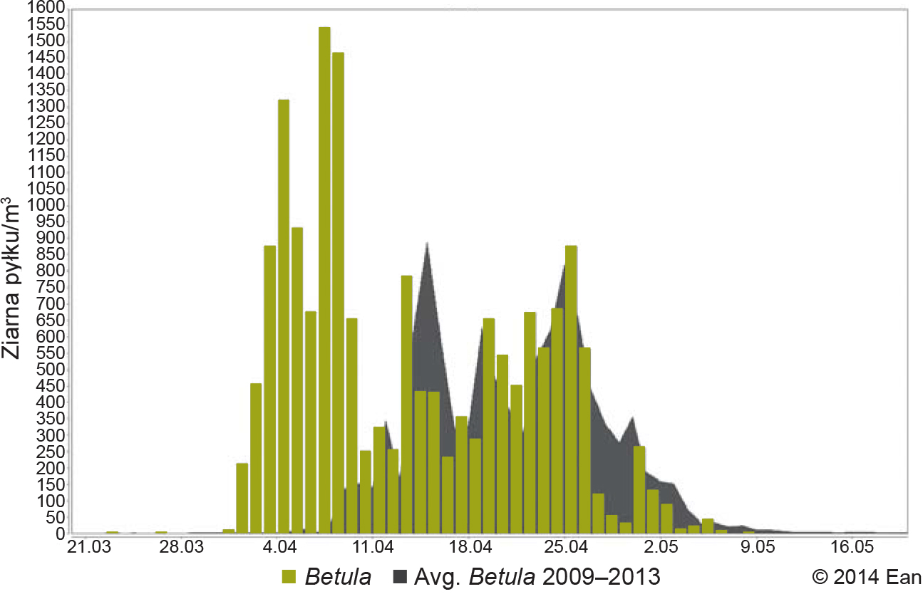 Stężenie pyłku brzozy w Bydgoszczy w 2014 r. na tle średniej 5-letniej (z lat 2009-2013) Źródło: baza EAN (European Aerobiology Network).