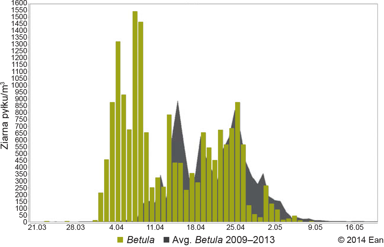 Stężenie pyłku brzozy w Bydgoszczy w 2014 r. na tle średniej 5-letniej (z lat 2009-2013) Źródło: baza EAN (European Aerobiology Network).  