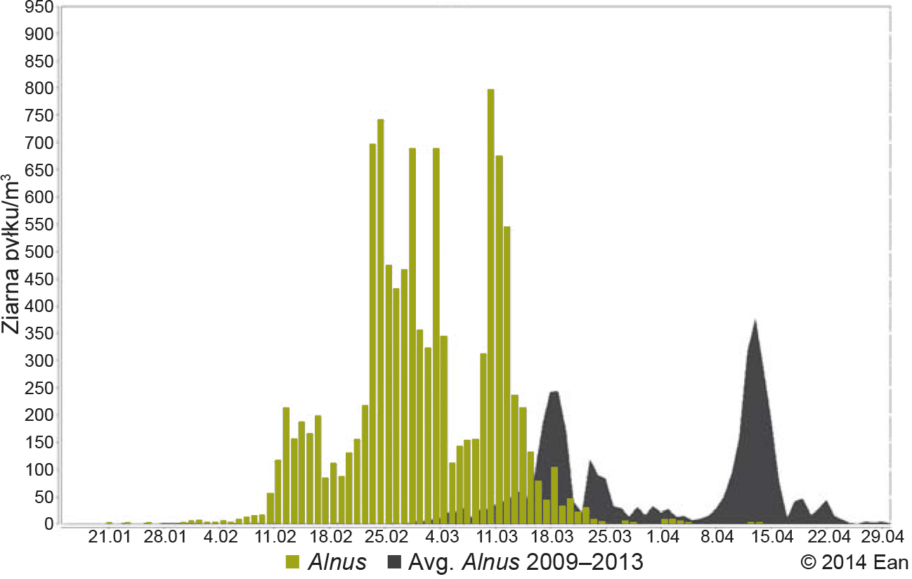 Stężenie pyłku olszy w Bydgoszczy w 2014 r. na tle średniej 5-letniej (z lat 2009-2013) Źródło: baza EAN (European Aerobiology Network).