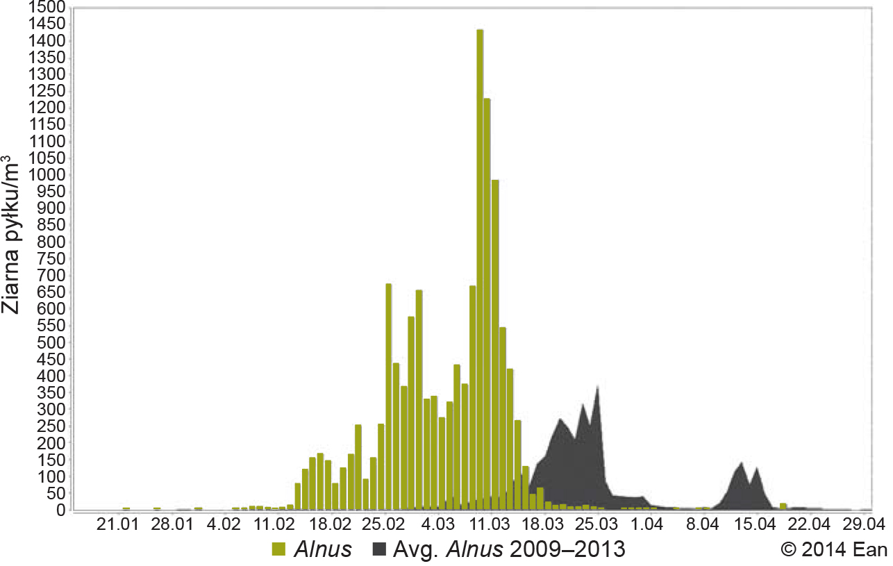 Stężenie pyłku olszy w Warszawie w 2014 r. na tle średniej 5-letniej (z lat 2009-2013) Źródło: baza EAN (European Aerobiology Network).  