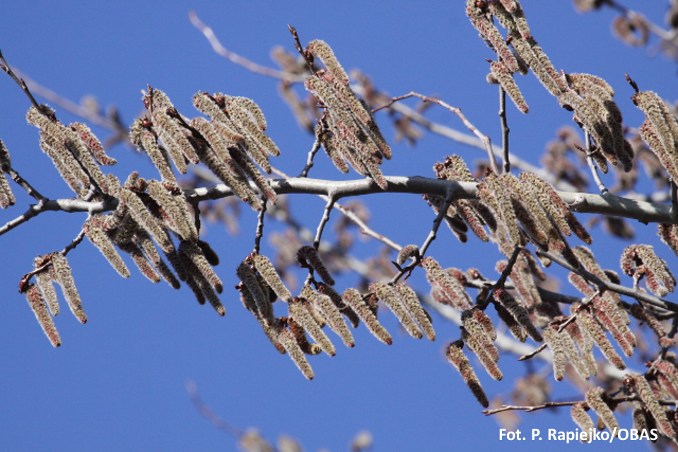 Topola OdetchnijSpokojnie.pl